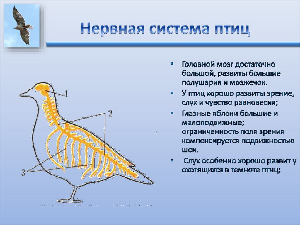 Внутреннее строение птиц в связи с полетом