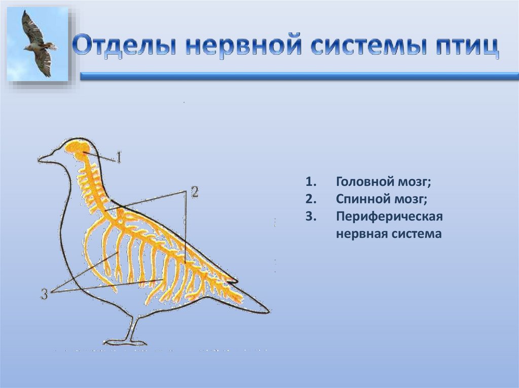 Строение птицы. Выделительная система птиц. Внутренняя система птиц. Нервная система птиц. Внутреннее строение птиц 7 класс таблица