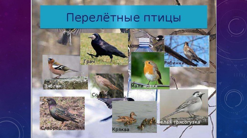 Перелетные птицы иркутской области названия и фото