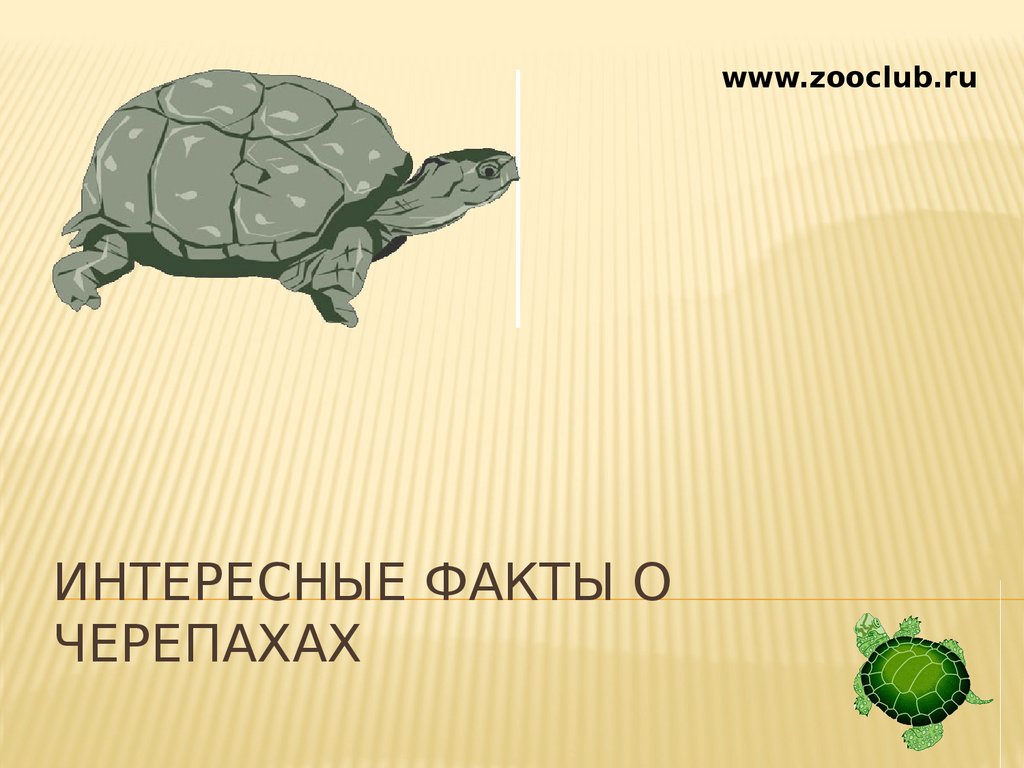 Презентация про черепаху