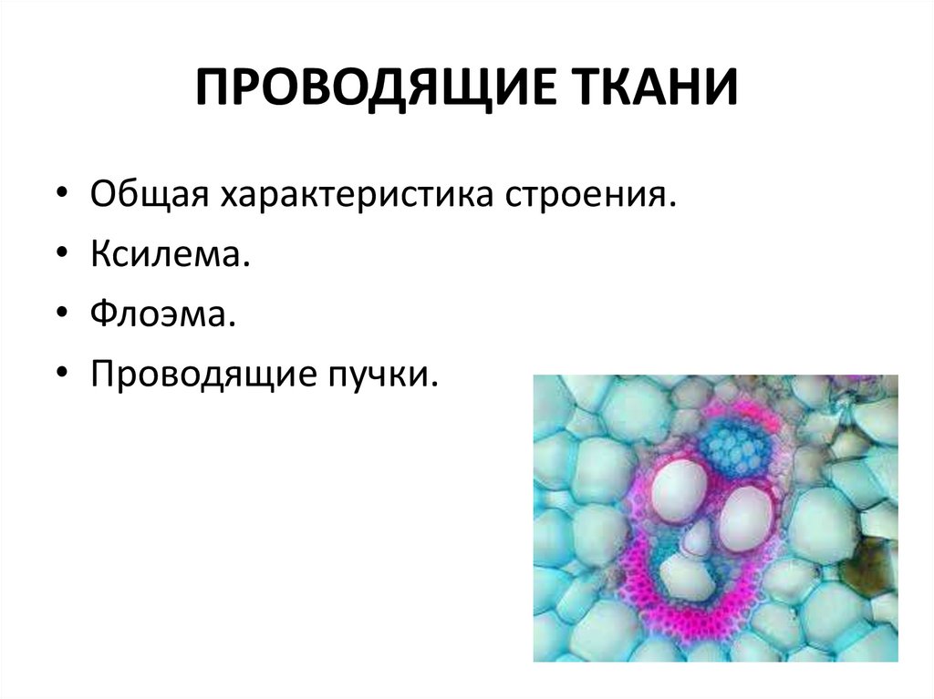 Проводящие механические ткани. Проводящие пучки ксилемы и флоэмы. Проводящие пучки строение и функции. Механическая ткань листа. Проводящий пучок механическая ткань.