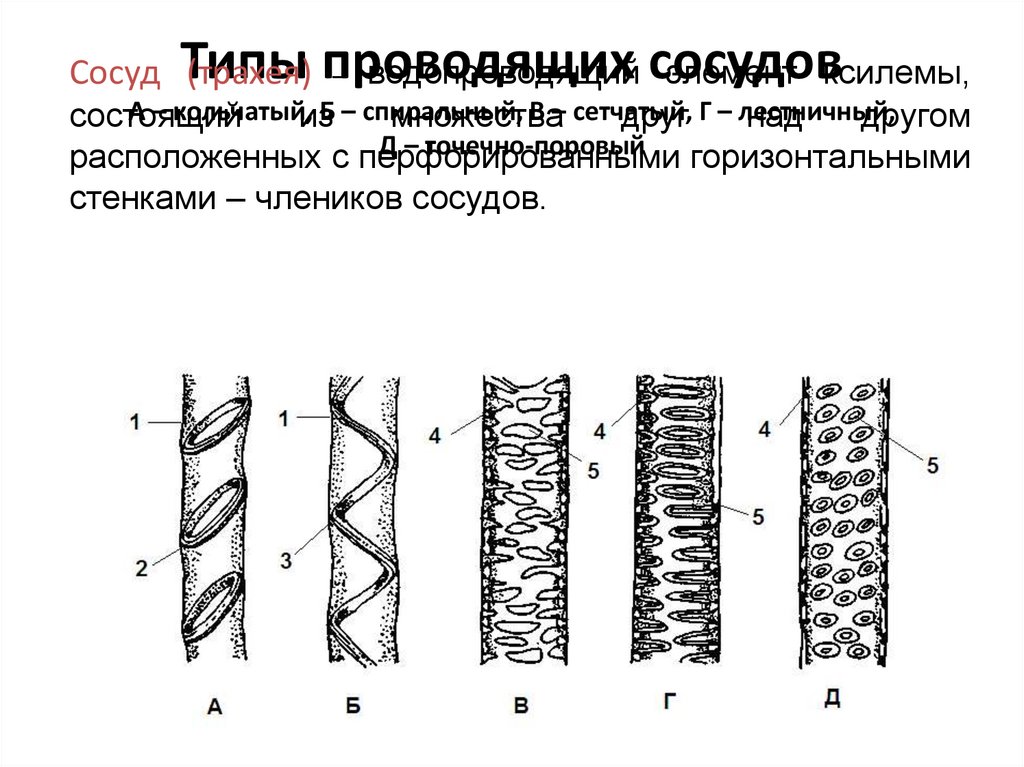 Типы проводящих. Типы проводящих систем.