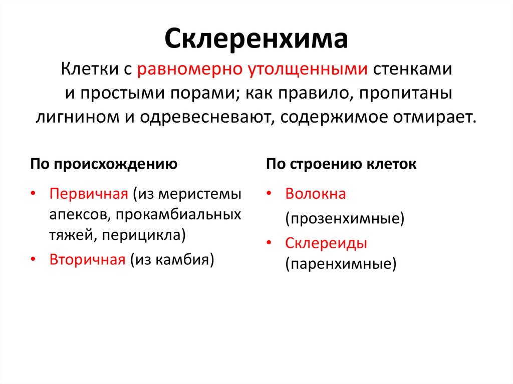 Склеренхима. Классификация склеренхимы. Первичная и вторичная склеренхима. Склеренхима таблица.