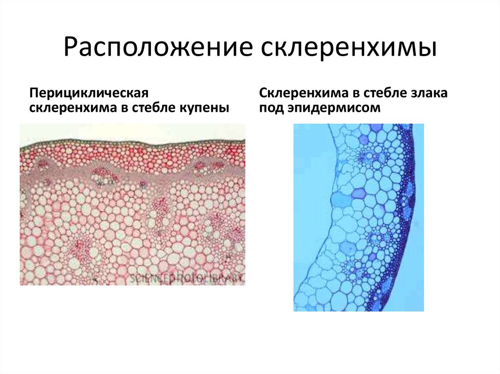 Склеренхима. Перициклическая склеренхима функции. Волокна склеренхимы. Классификация склеренхимных волокон. Склеренхимные волокна происхождение.