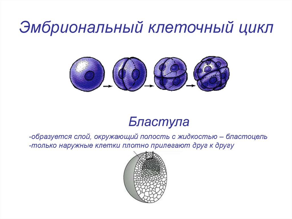 Клетки покрыты плотной. Эмбриональный период. Эмбриональное развитие человека таблица. Эмбриональные слои. Эмбриональный цикл.