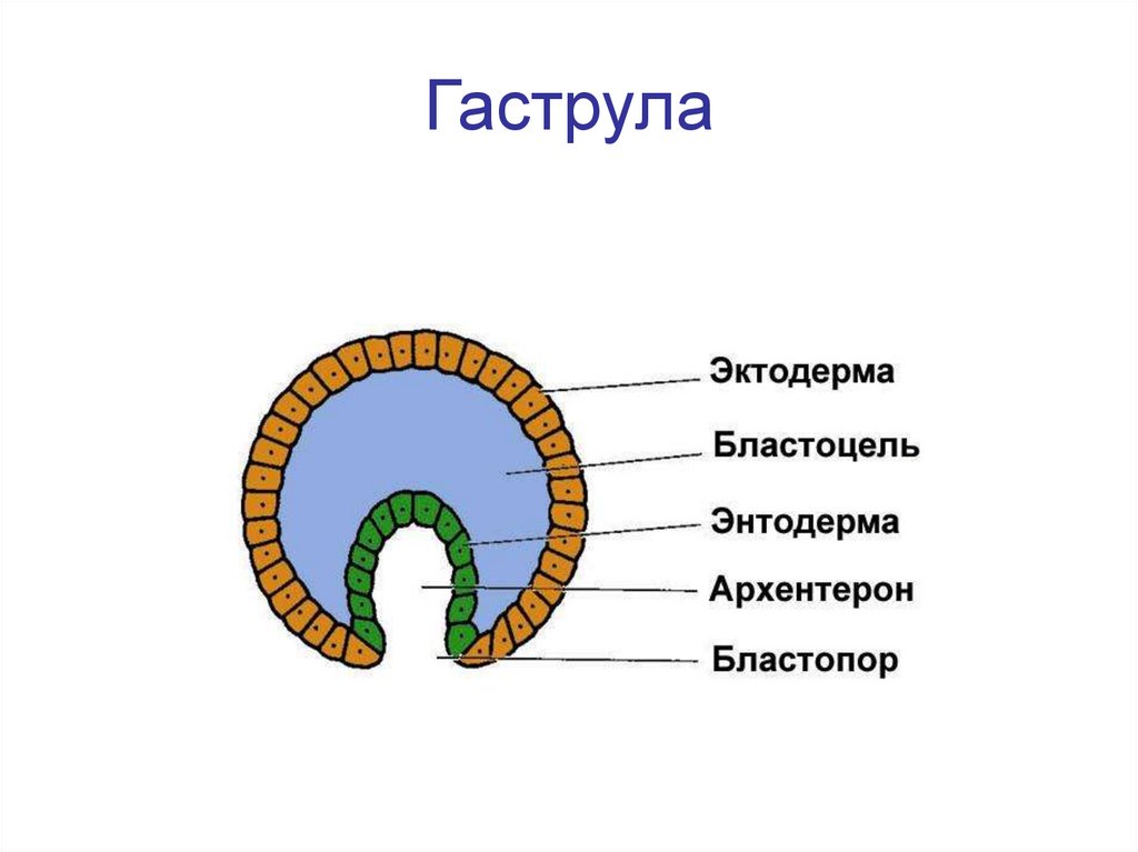 Эктодерма мезодерма энтодерма таблица рисунок