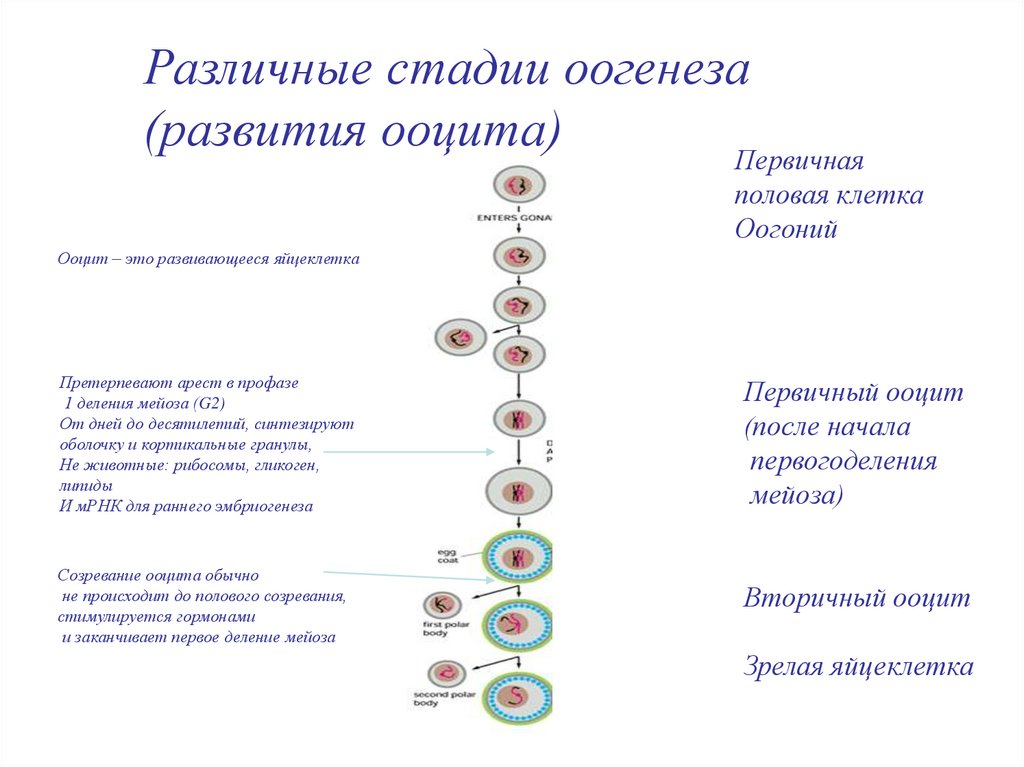 Установите последовательность процессов развития формирования яйцеклетки. Стадии образования яйцеклетки. Ооцит первого период оогенеза у человека. Стадии развития ооцита. Периоды формирование ооцитов.
