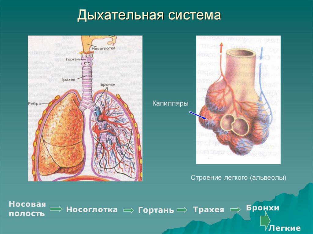 5 легочные пузырьки. Строение легочной альвеолы. Дыхательная система бронхи анатомия человека. Строение дыхательной системы лёгкие. Строение легких альвеолы бронхи.
