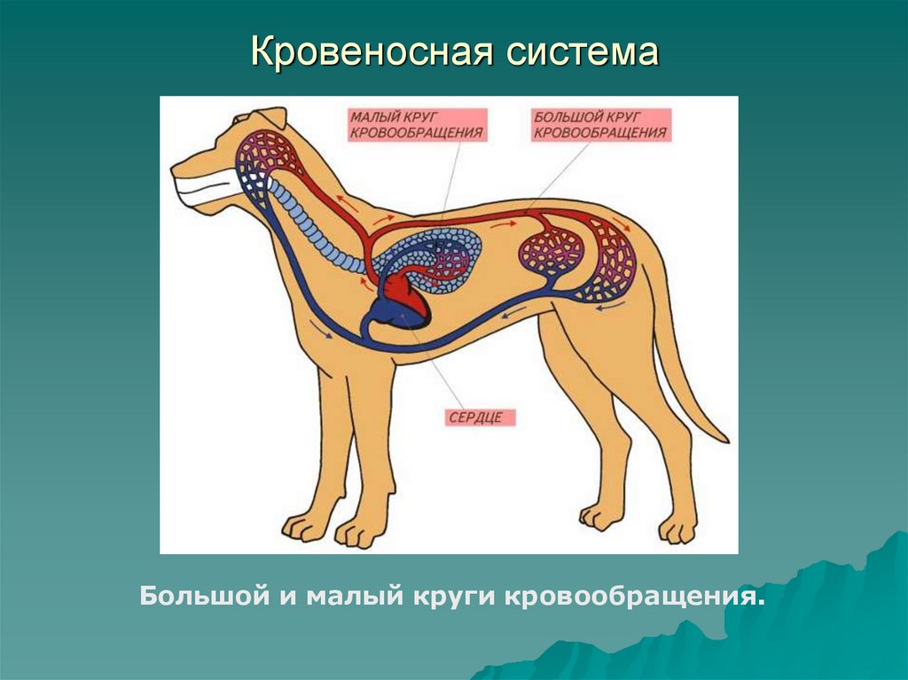 Внутреннее строение собаки презентация