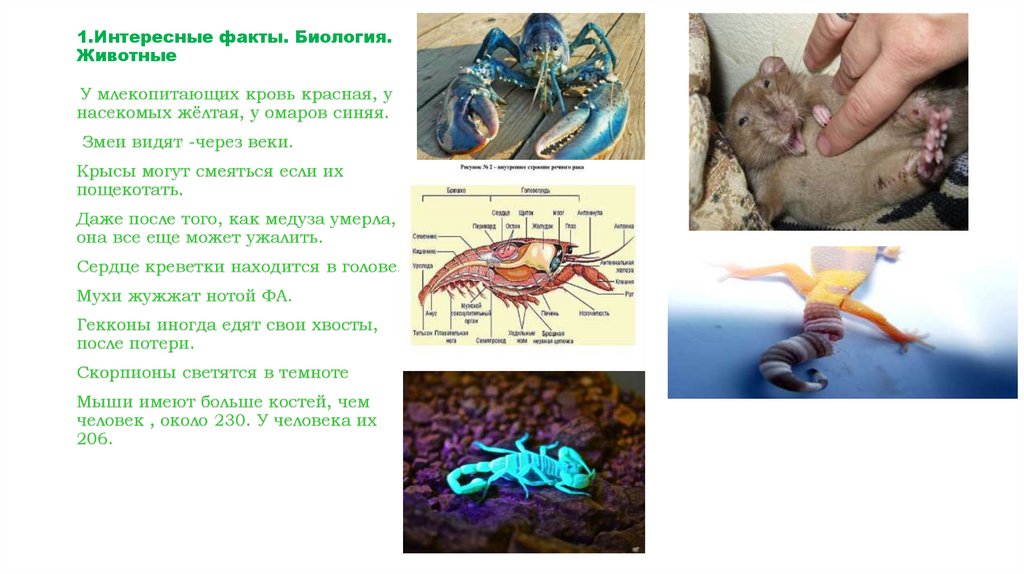 Факты биология 8 класс. Интересные факты о биологии. Биология животных. Интересные факты из биологии. Интересные биологические факты о человеке.