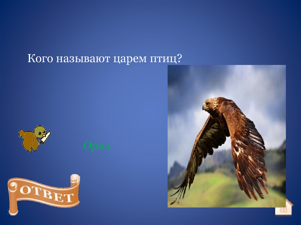 Кого называют царем птиц. Знаешь ли ты птиц викторина. Интерактивная викторина наши пернатые друзья. Кого называют королем птиц.