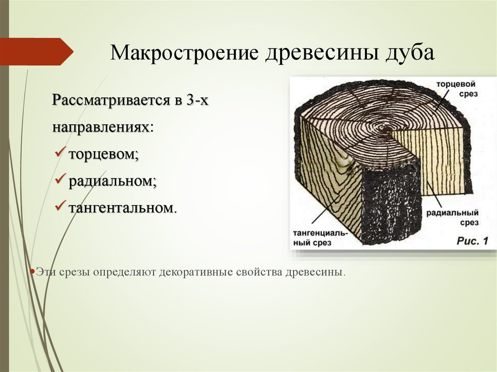 Дата среза. Макроструктура древесины радиальный срез. Макро строение древесины. Торцевой срез древесины. Строение древесины на торцевом срезе.