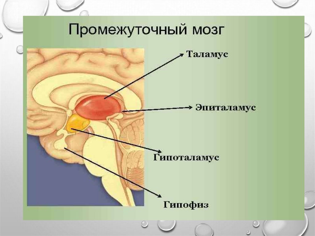 Промежуточный мозг строение рисунок