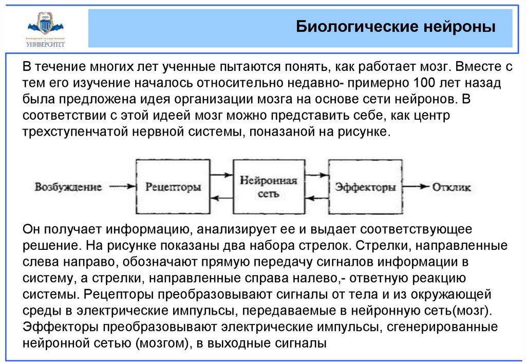 Биологические нейроны