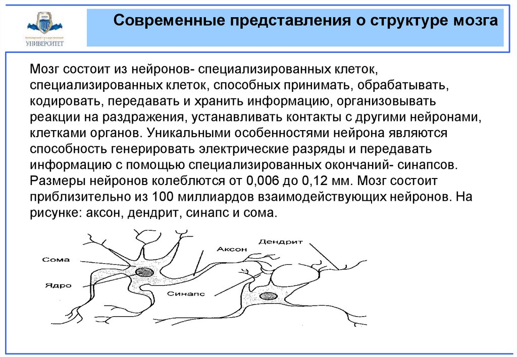 Современные представления о структуре мозга