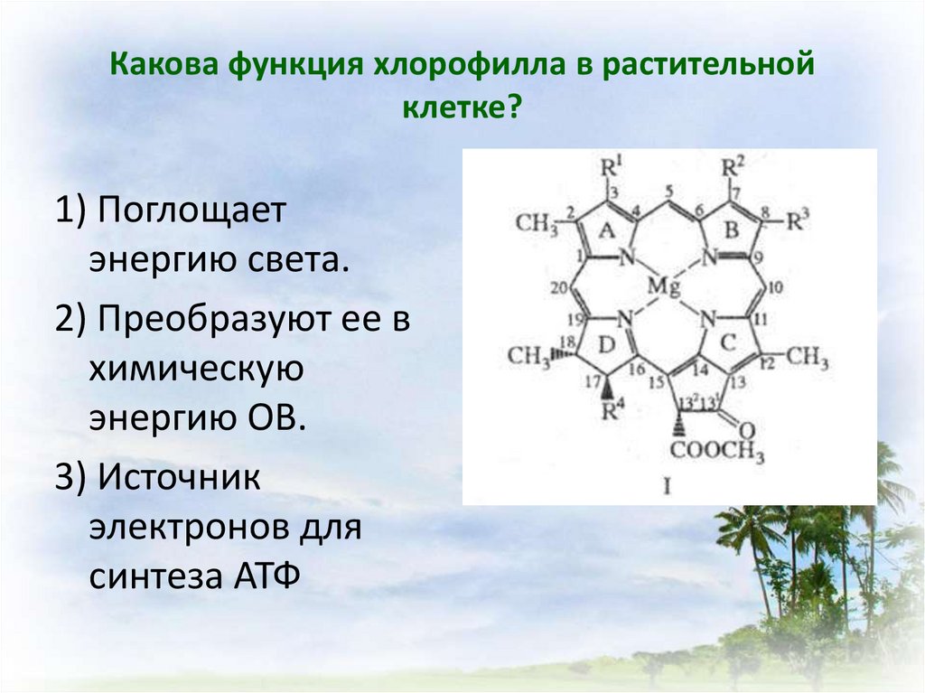 Клетки растений содержат хлорофилл