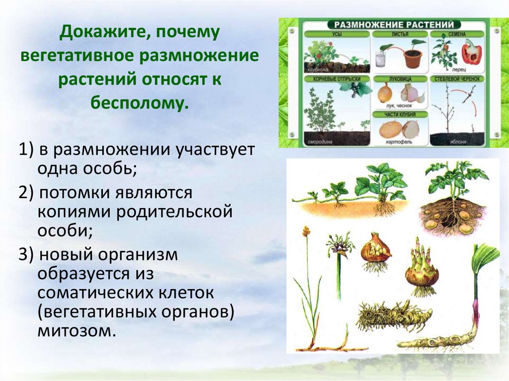 При вегетативном размножении используются. Вегетативное размножение корнеклубни. Вегетативное размножение растений примеры.
