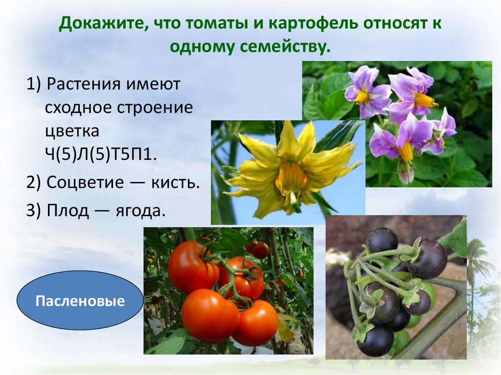 К плодовым растениям относятся. Какие растения являются плодами. К одному семейству относятся. К какому семейству относится картофель. К какому семейству относится томат.
