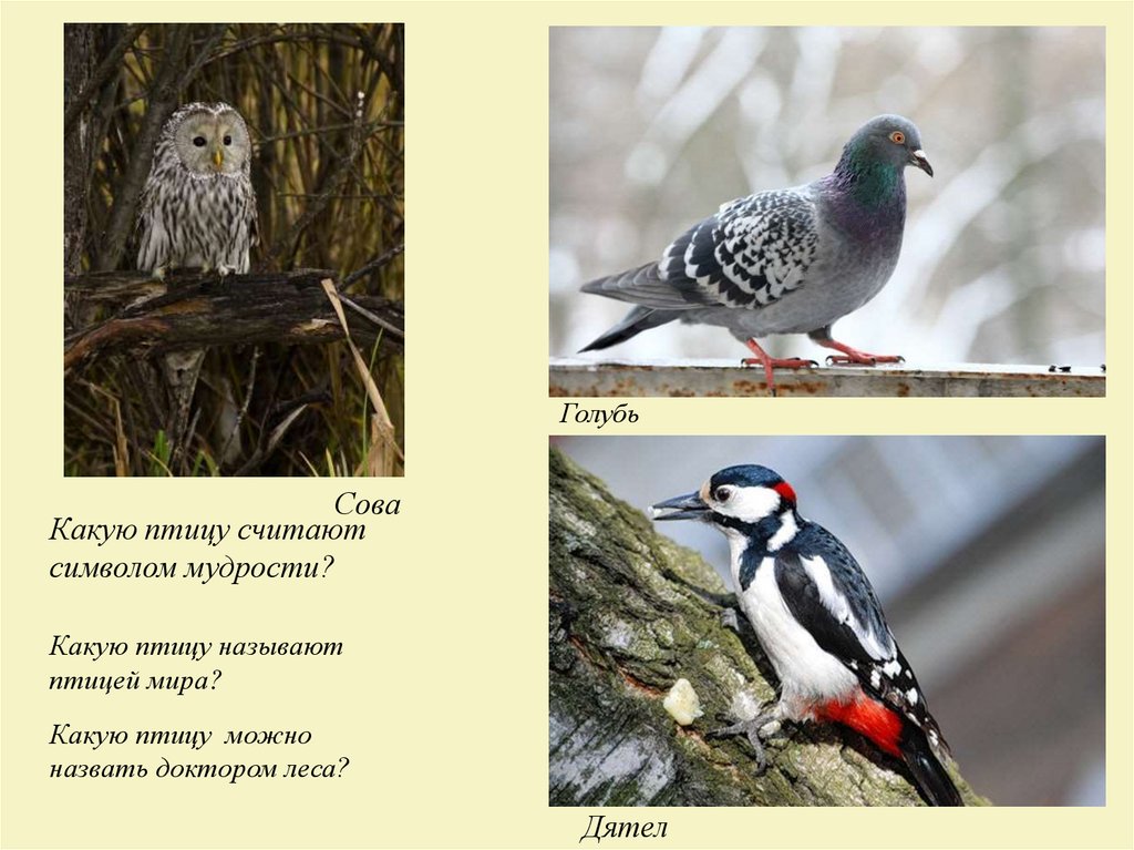 Какая птица символ мудрости. Изображение и реальность. Птицы родного края.. Изображение и реальность. Птицы родного края. 2 Класс. Какая птица знак мудрости. Символ мир какой птицы.