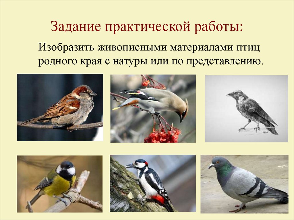 Птицы 2 класс. Птицы родного края. Изображение и реальность. Птицы родного края.. Птицы родного края презентация. Птицы родного края изображение и реальность презентация.