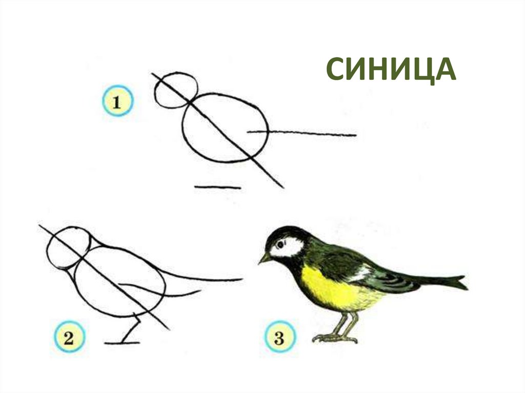 Рисование птиц 2 класс