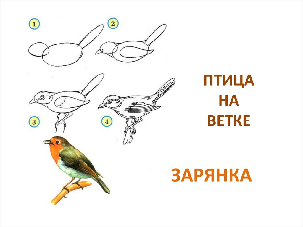 Рисунок птицы 1 класс