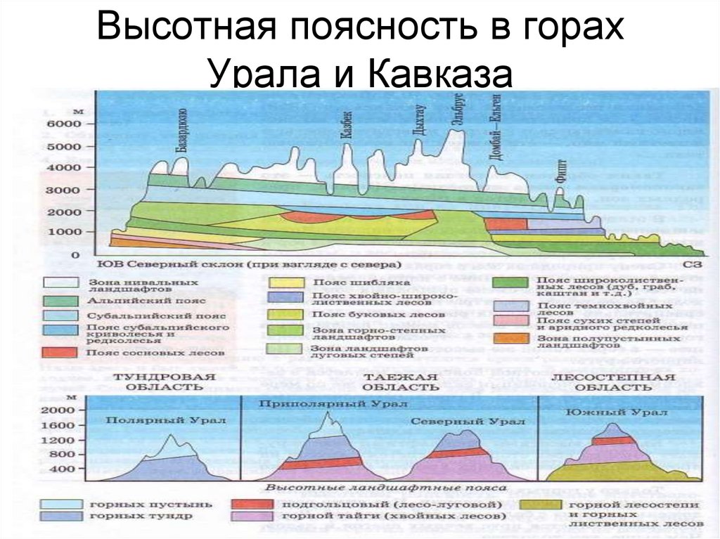 Уральские горы высотная поясность. Крымские горы Высотная поясность. Высотная поясность в горах Урала.