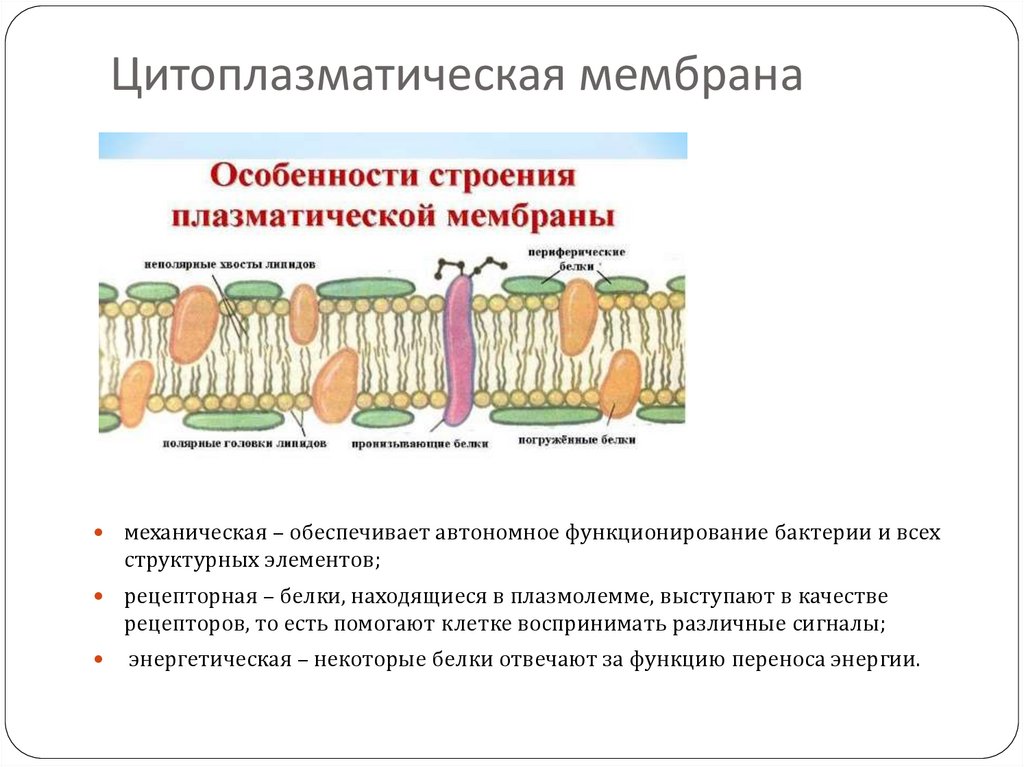 Общий план строения цитоплазматической мембраны