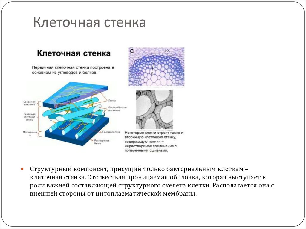 Белком клеточной стенки