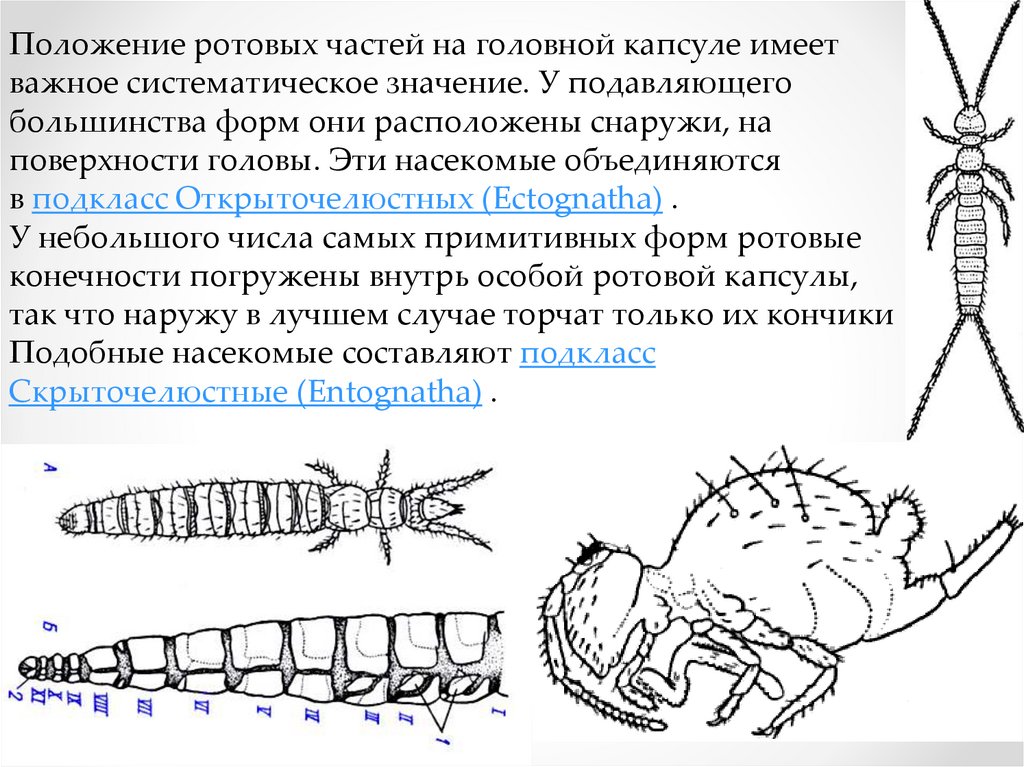 Схема гормонального контроля метаморфоза насекомых