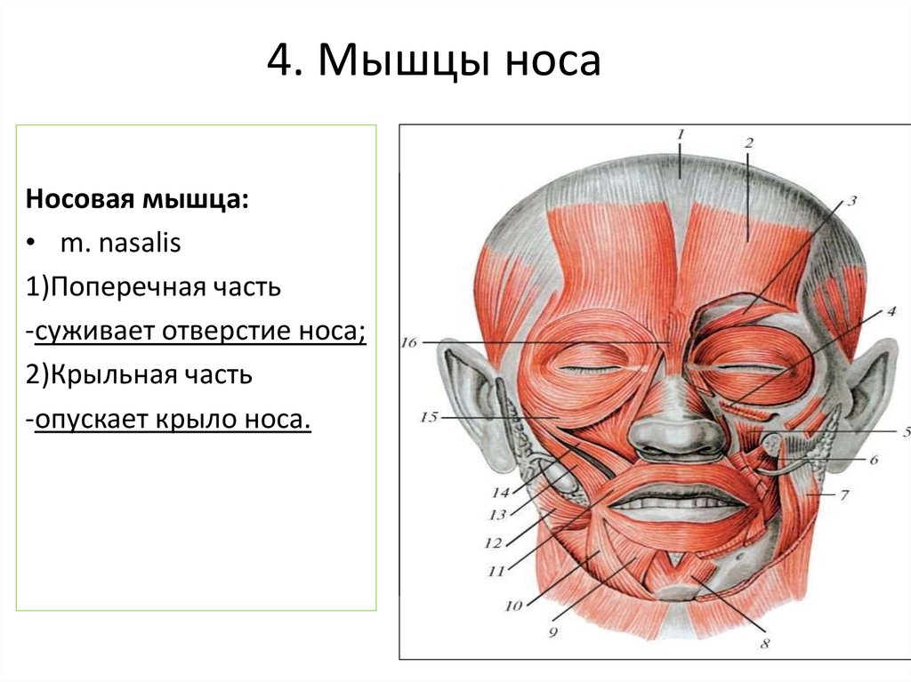4. Мышцы носа