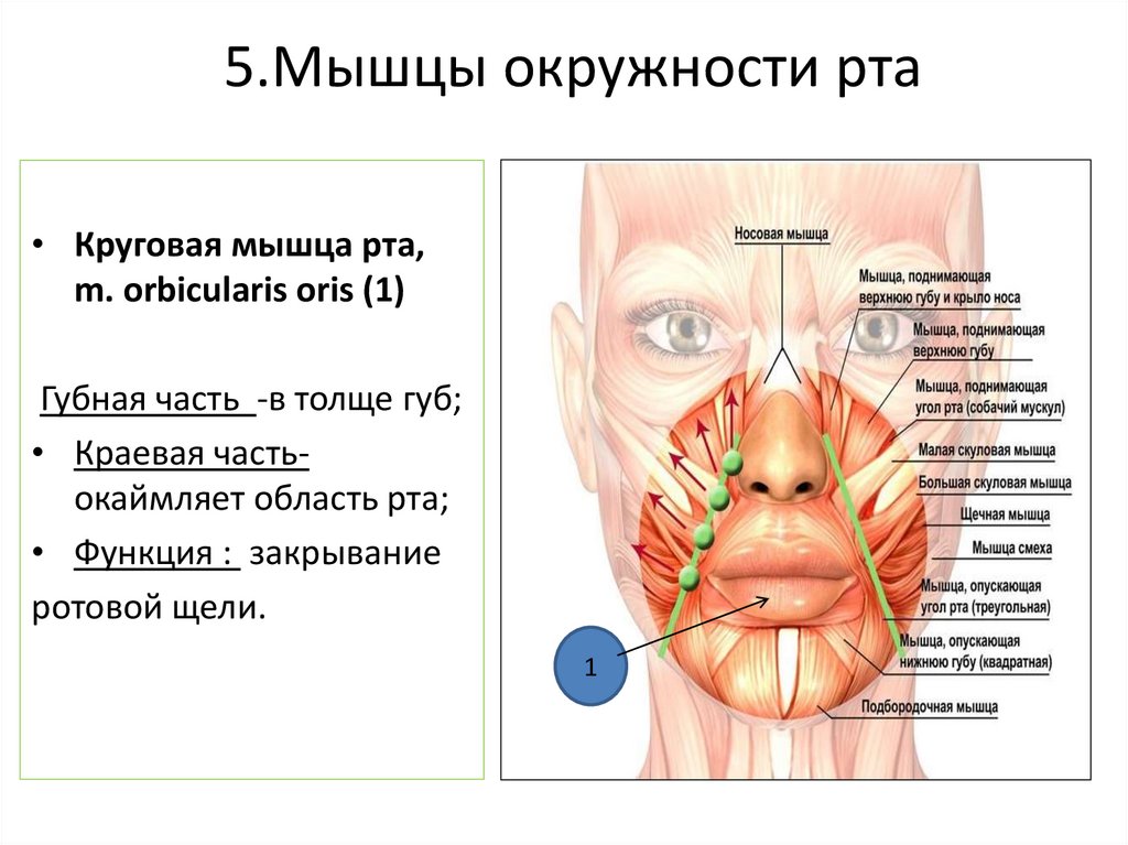5.Мышцы окружности рта