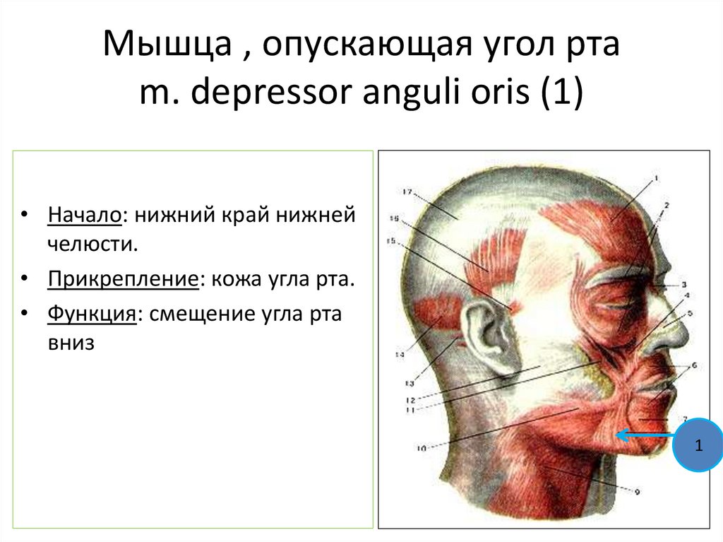 Мышца , опускающая угол рта m. depressor anguli oris (1)