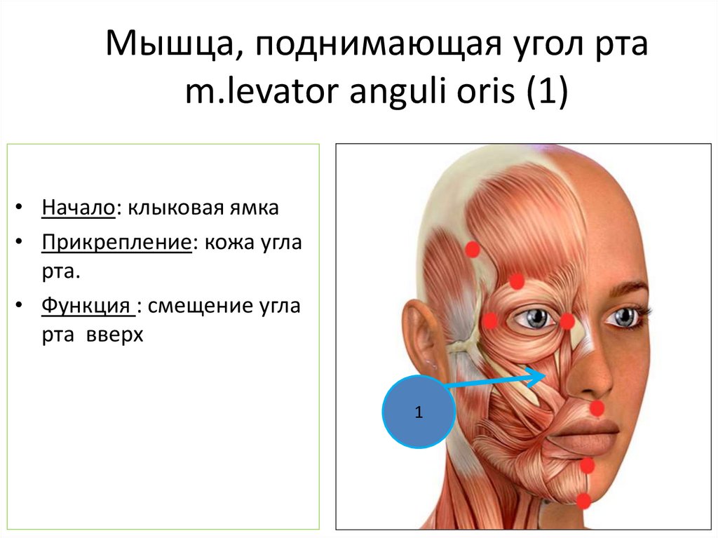 Мышца, поднимающая угол рта m.levator anguli oris (1)