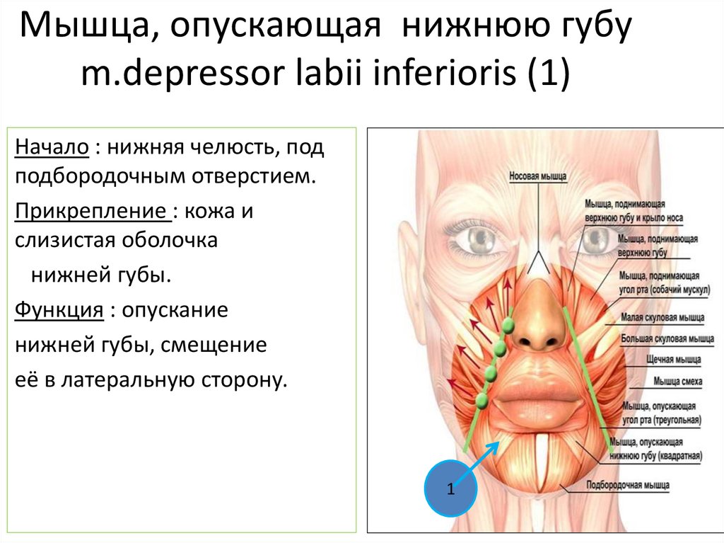 Мышца, опускающая нижнюю губу m.depressor labii inferioris (1)