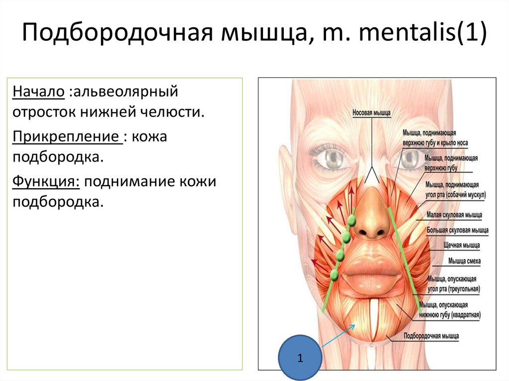 Подбородочная мышца, m. mentalis(1)