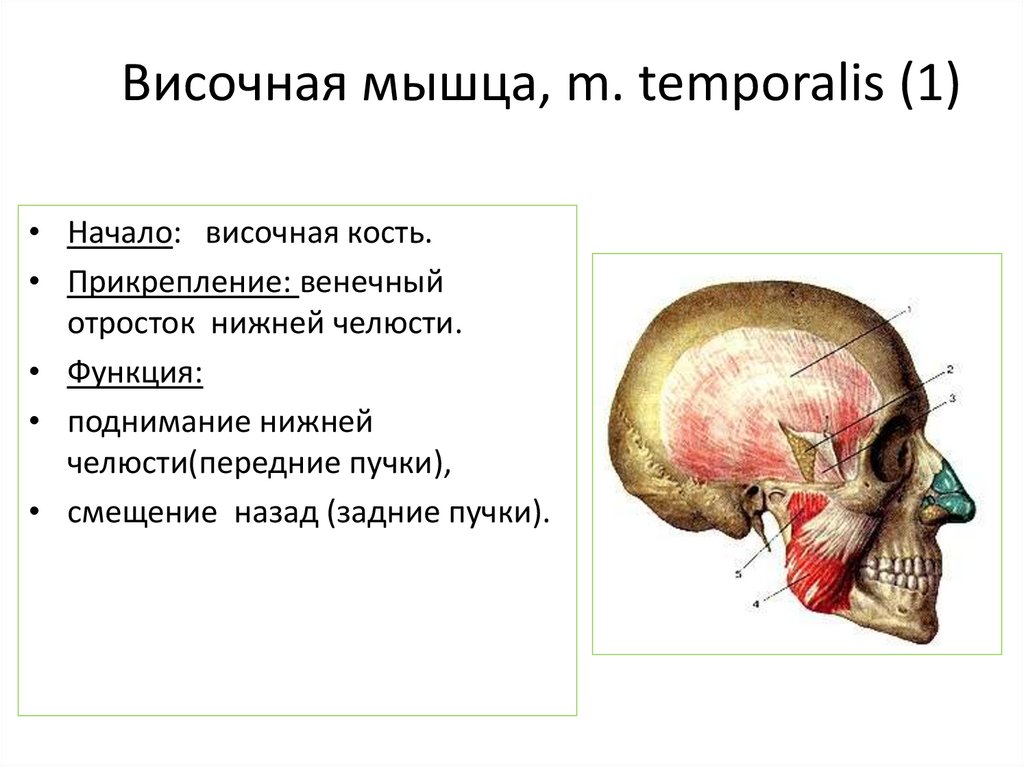 Височная мышца, m. temporalis (1)