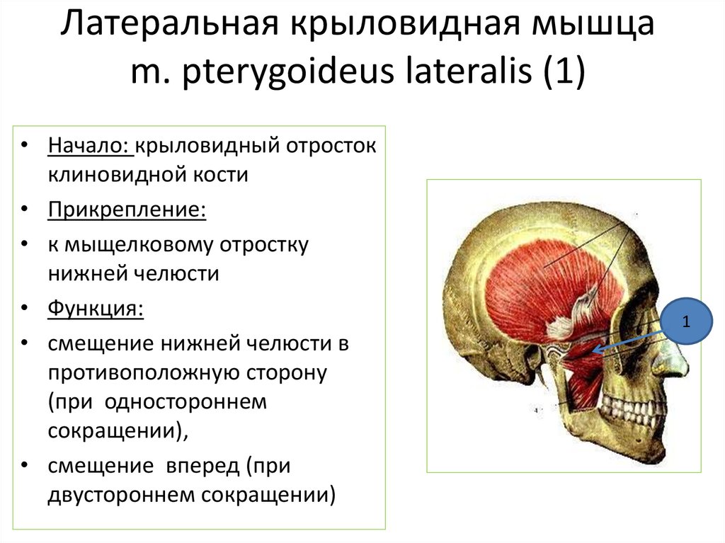 Латеральная крыловидная мышца m. pterygoideus lateralis (1)