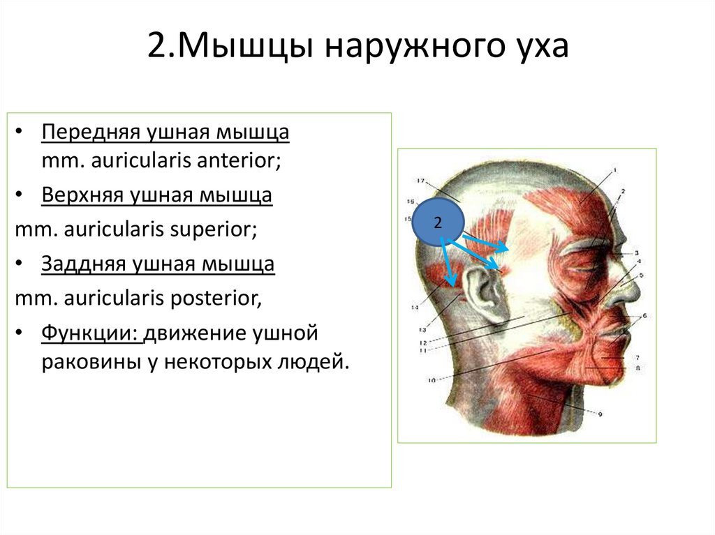 2.Мышцы наружного уха