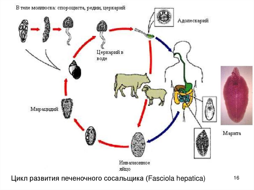 Жизненный цикл ланцетовидного сосальщика схема с описанием