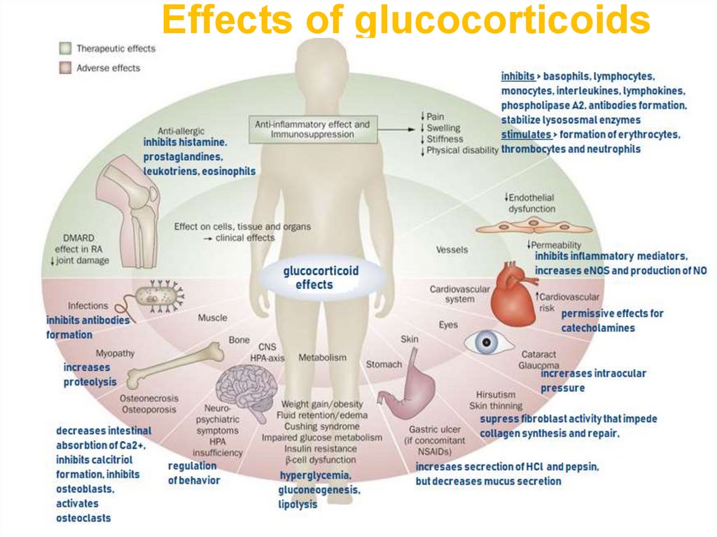 Effects of glucocorticoids