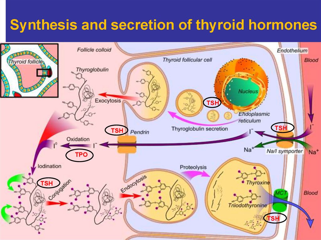 Synthesis and secretion of thyroid hormones