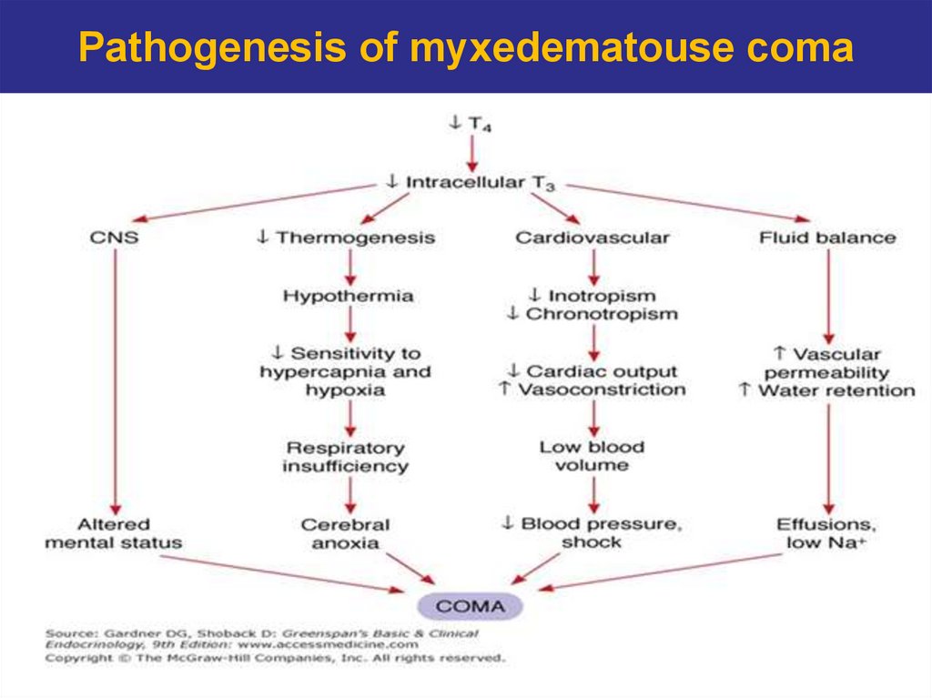 Pathogenesis of myxedematouse coma