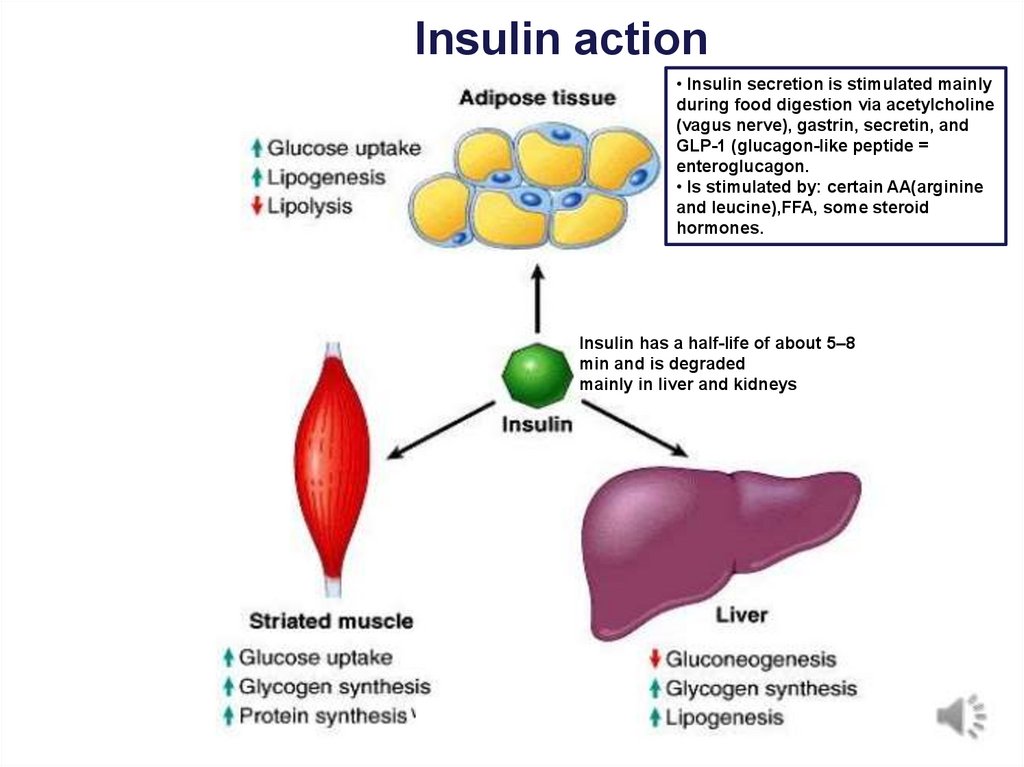Insulin action