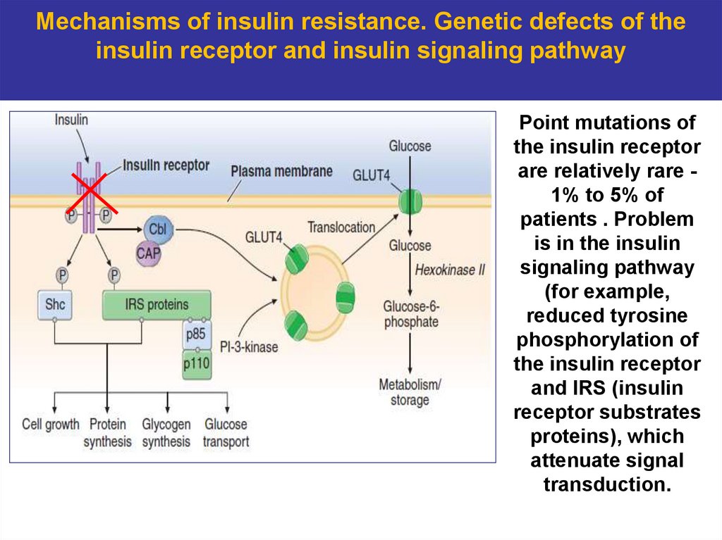 Mechanisms of insulin resistance. Genetic defects of the insulin receptor and insulin signaling pathway