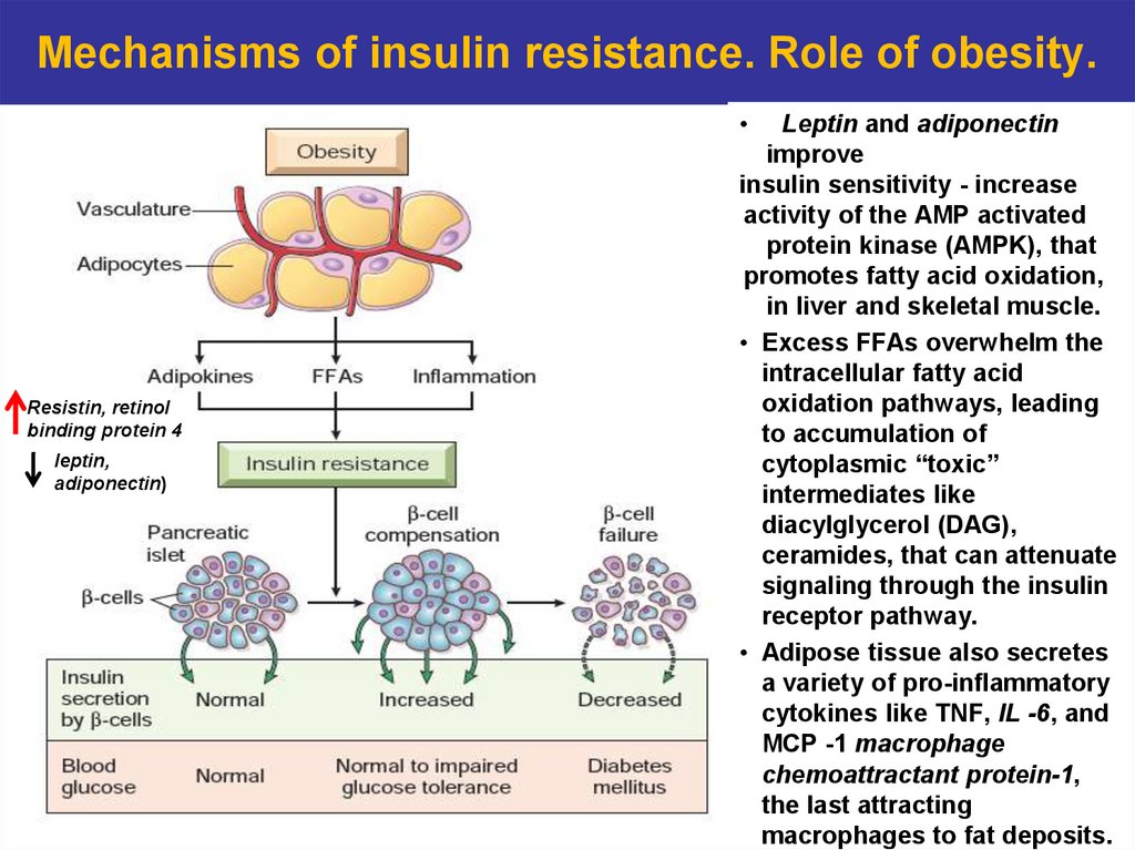 Mechanisms of insulin resistance. Role of obesity.