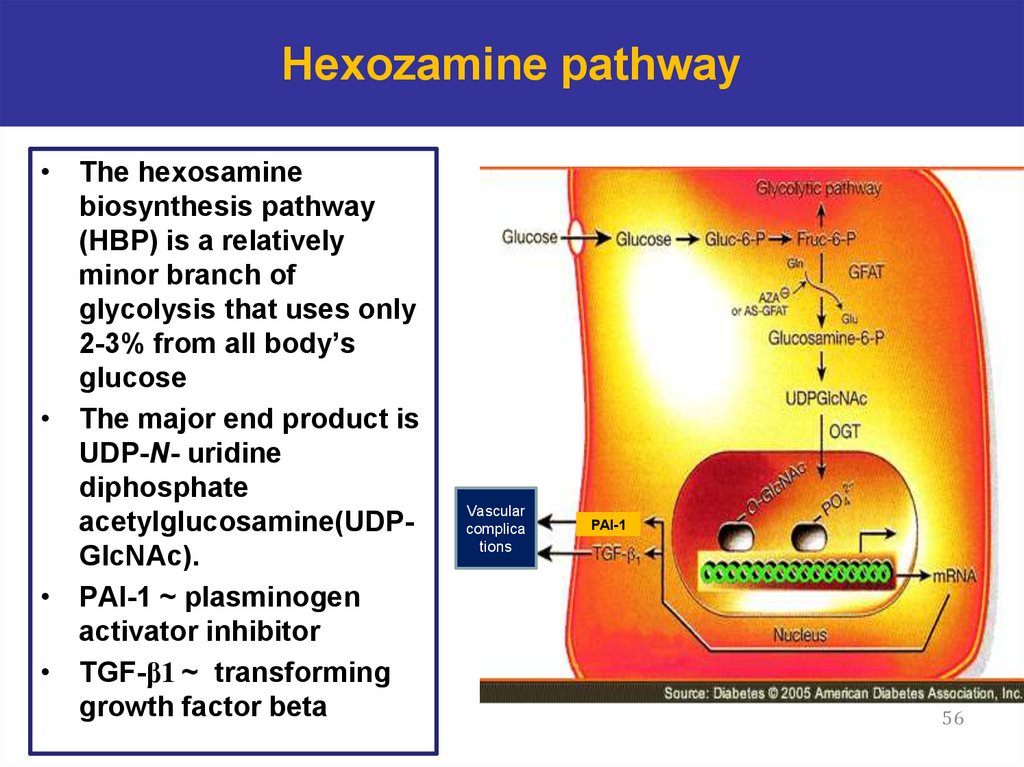 Hexozamine pathway