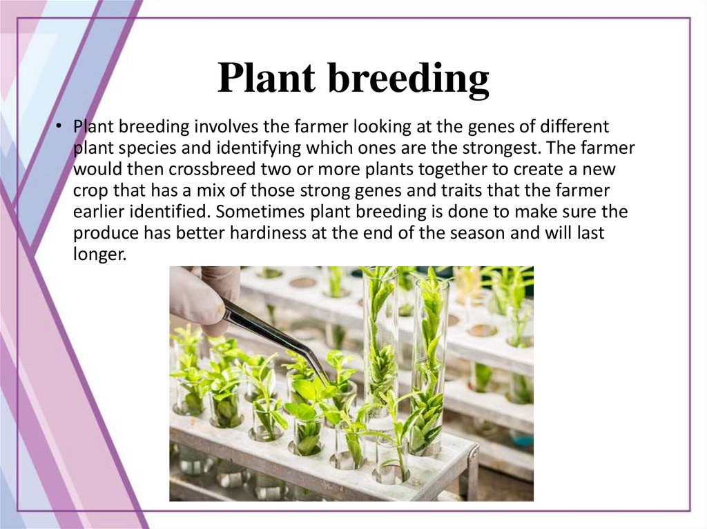 Breeders Plant. Семена огурцов Elite Plant breeding. New Plant breeding techniques. Plant breeding