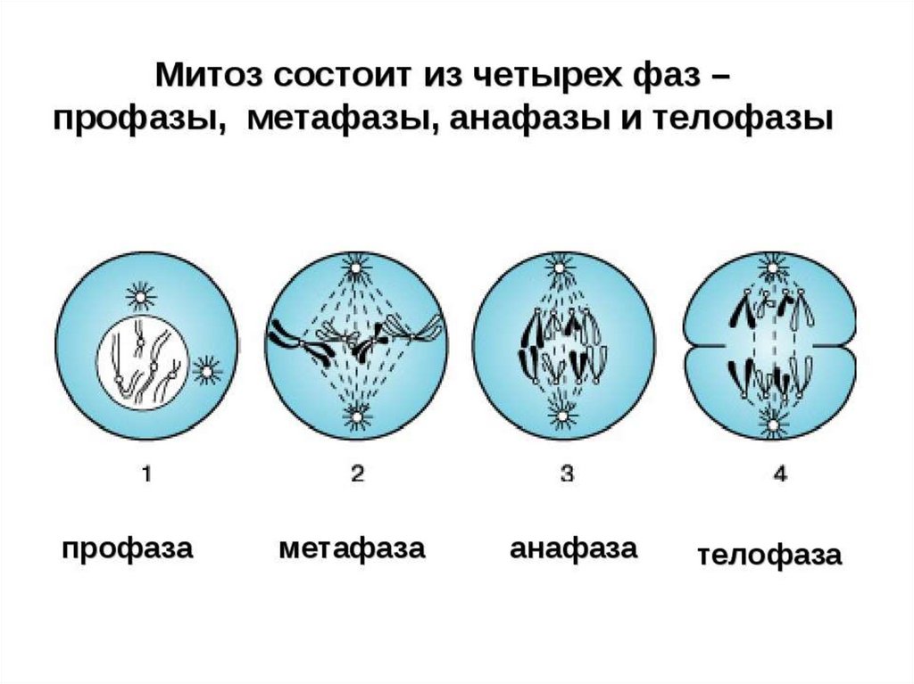 Состоит из четырех фаз. Деление клетки митоз схема. Фазы деления клетки митоз. Изображение фаз митоза. Фазы деления клетки митоз рисунок.