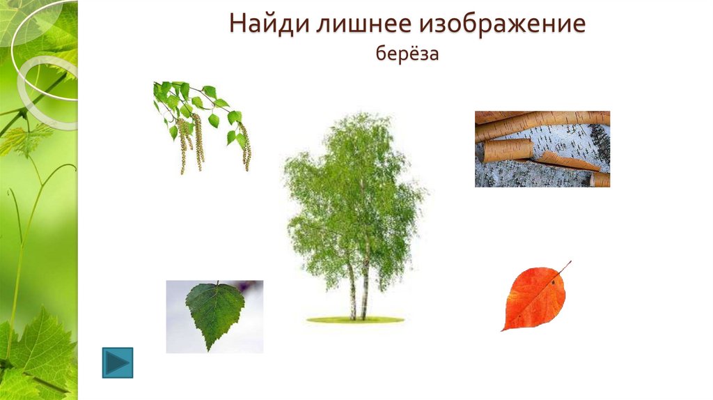 Какая наука изучает листья. Урок русского языка в 5 классе как растут деревья.